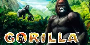 Gorilla